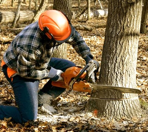 Tree Removal in Grand Marais, MI